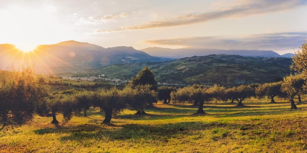 plantation, olive trees, olive grove, agriculture, nature, olivo, tree, olives, green, mediterranean, landscape, italy, trees, vegetation, oil, field